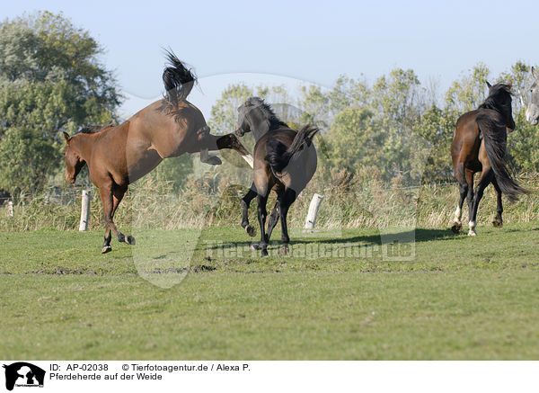 Pferdeherde auf der Weide / herd of horses on meadow / AP-02038