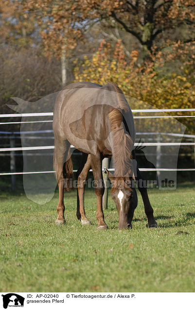 grasendes Pferd / grazing horse / AP-02040