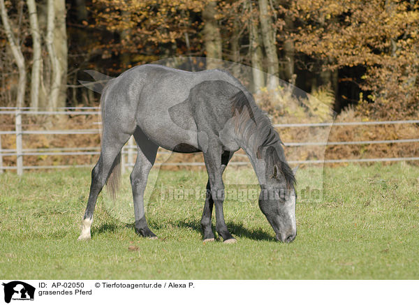 grasendes Pferd / grazing horse / AP-02050