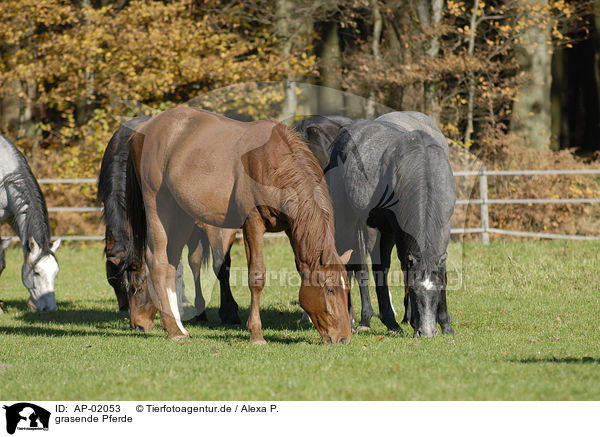 grasende Pferde / grazing horses / AP-02053