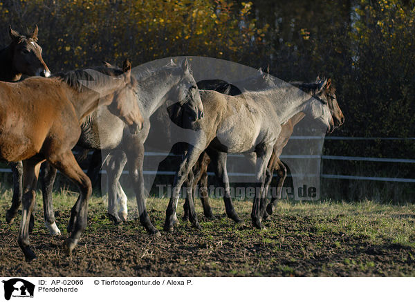 Pferdeherde / herd of horses / AP-02066