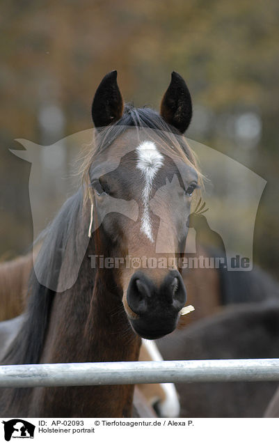 Holsteiner portrait / horse portrait / AP-02093