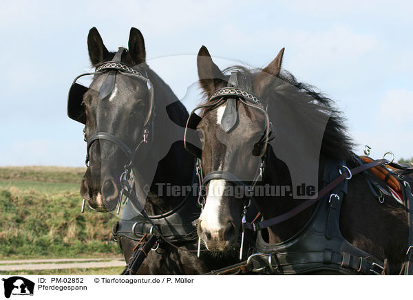 Pferdegespann / horse and cart / PM-02852