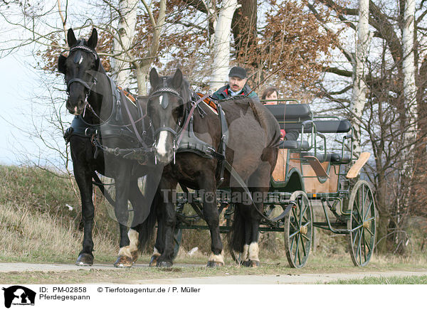 Pferdegespann / horse and cart / PM-02858