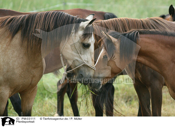 Pferdeportrait / horse portrait / PM-03111