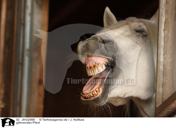 ghnendes Pferd / yawning horse / JH-02988