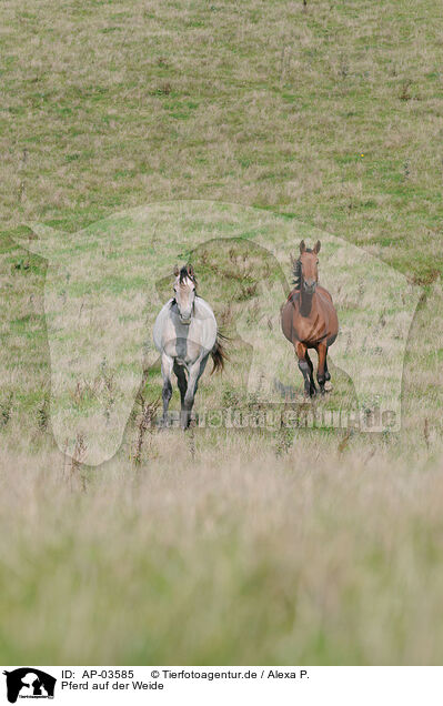 Pferd auf der Weide / horse on meadow / AP-03585