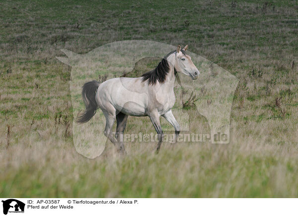 Pferd auf der Weide / horse on meadow / AP-03587