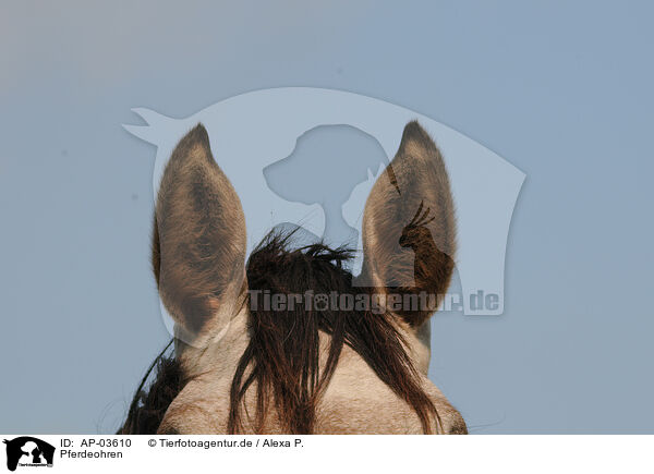 Pferdeohren / horse ears / AP-03610