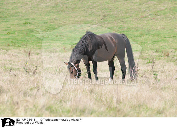 Pferd auf der Weide / horse on meadow / AP-03618