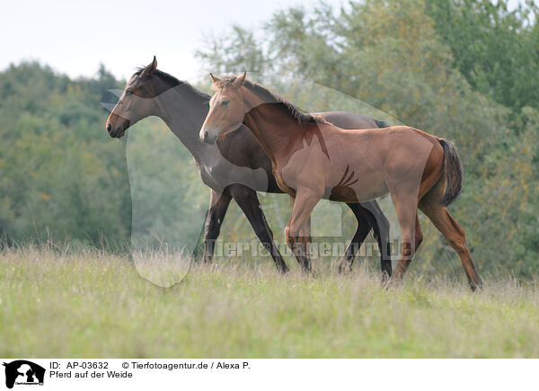 Pferd auf der Weide / AP-03632