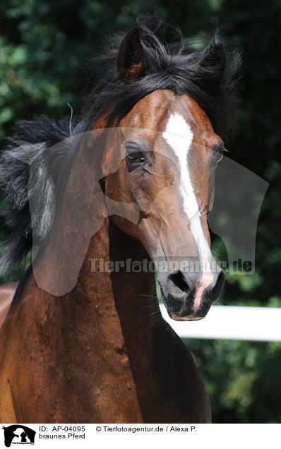 braunes Pferd / brown horse / AP-04095