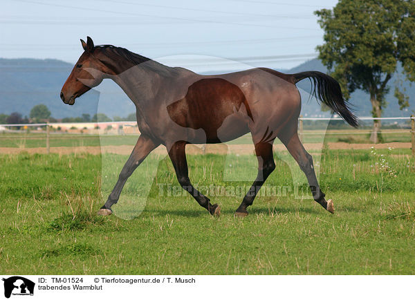 trabendes Warmblut / trotting warmblood / TM-01524