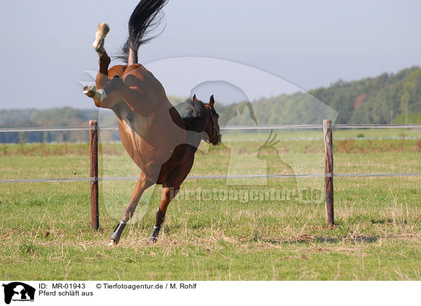 Pferd schlft aus / kicking horse / MR-01943