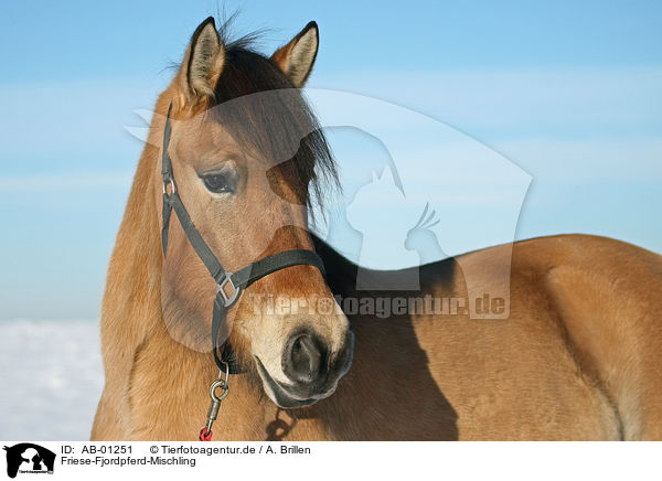 Friese-Fjordpferd-Mischling / horse / AB-01251