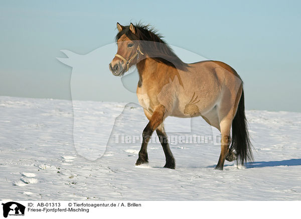 Friese-Fjordpferd-Mischling / horse / AB-01313