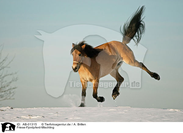 Friese-Fjordpferd-Mischling / horse / AB-01315