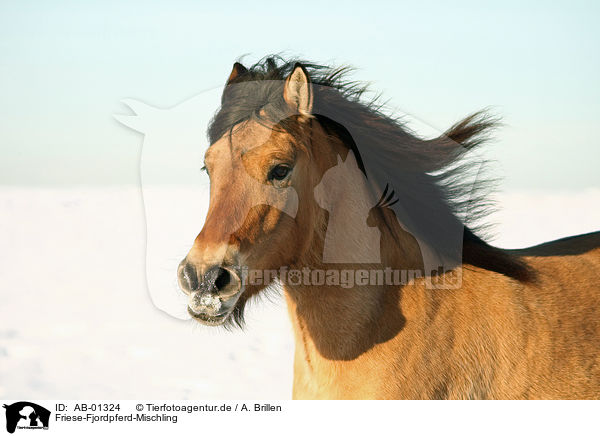 Friese-Fjordpferd-Mischling / horse / AB-01324