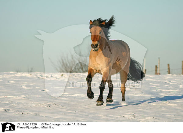 Friese-Fjordpferd-Mischling / horse / AB-01326