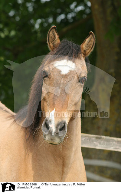 Warmblut Portrait / horse portrait / PM-03968