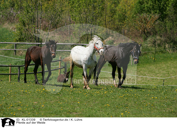 Pferde auf der Weide / horse on meadow / KL-01339