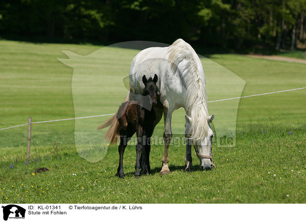 Stute mit Fohlen / mare with foal / KL-01341