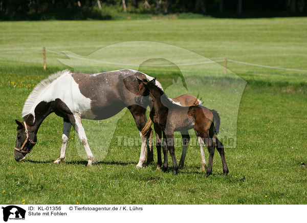Stute mit Fohlen / mare with foal / KL-01356