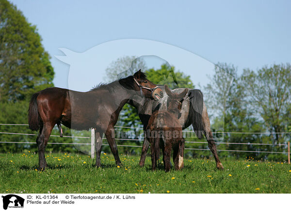 Pferde auf der Weide / KL-01364