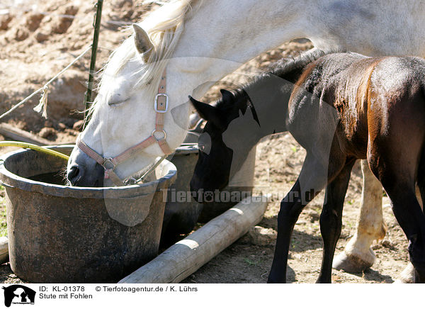 Stute mit Fohlen / mare with foal / KL-01378