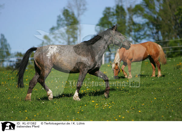 trabendes Pferd / trotting horse / KL-01382