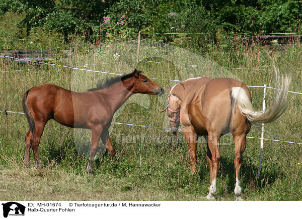 Halb-Quarter Fohlen / MH-01674