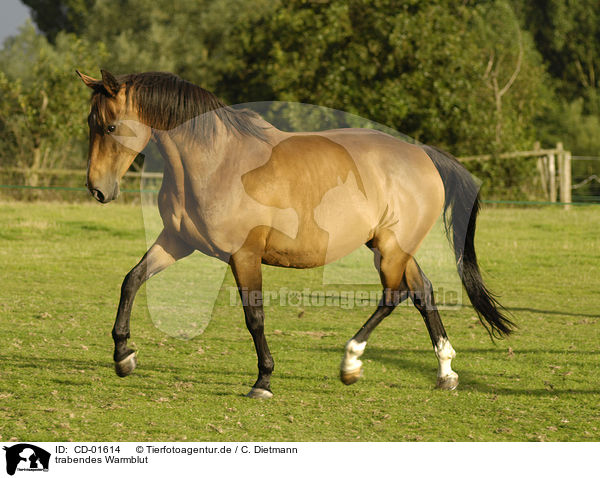 trabendes Warmblut / trotting horse / CD-01614