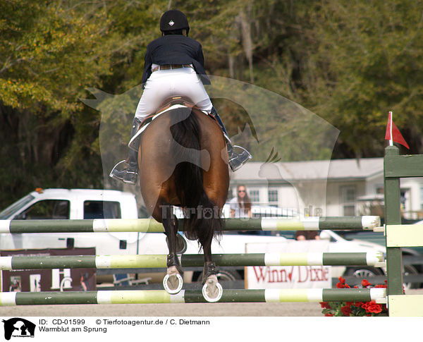 Warmblut am Sprung / jumping horse / CD-01599