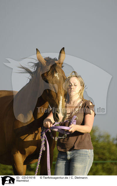 Warmblut / CD-01616