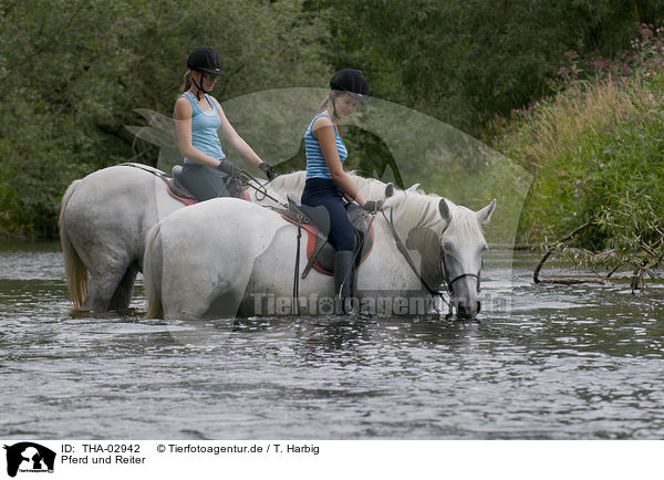 Pferd und Reiter / horseriding / THA-02942