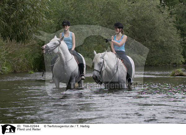 Pferd und Reiter / horseriding / THA-02944