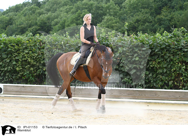 Warmblut / horse / IPI-01153