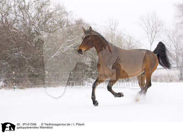 galoppierendes Warmblut / IPI-01596
