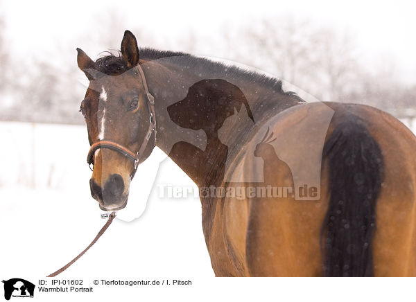 Warmblut Portrait / IPI-01602