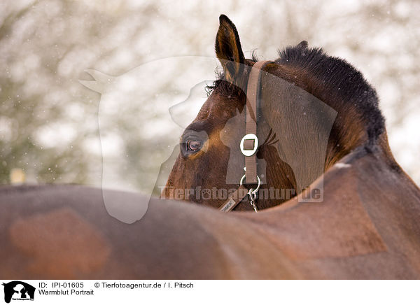 Warmblut Portrait / IPI-01605