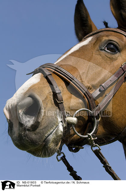 Warmblut Portrait / warmblood portrait / NS-01803