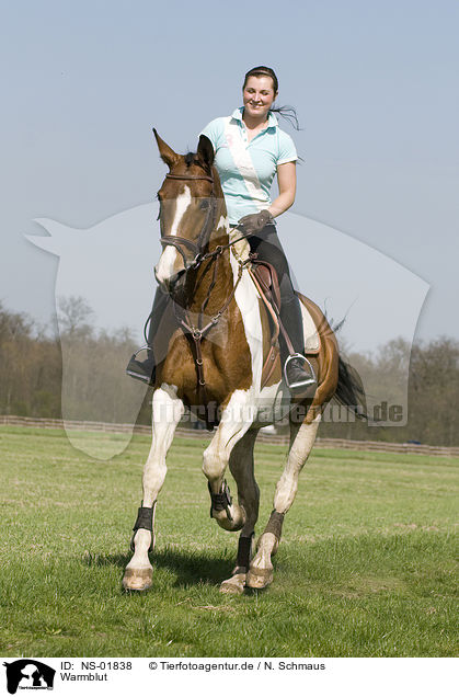 Warmblut / warmblood / NS-01838