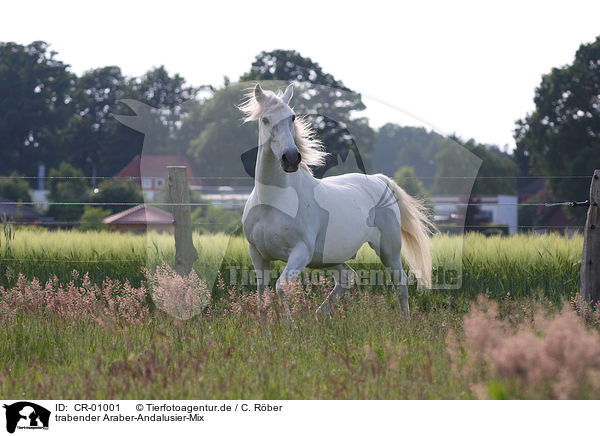 trabender Araber-Andalusier-Mix / trotting horse / CR-01001