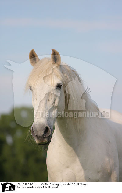 Araber-Andalusier-Mix Portrait / horse portrait / CR-01011
