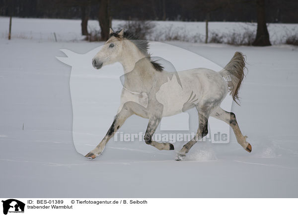 trabender Warmblut / trotting warmblood / BES-01389