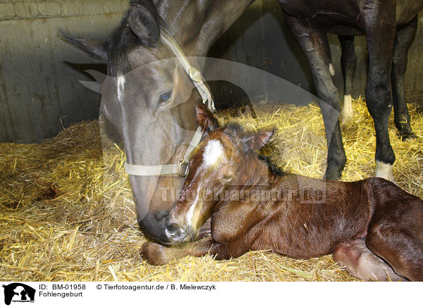 Fohlengeburt / new born foal / BM-01958