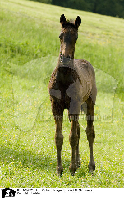 Warmblut Fohlen / NS-02134