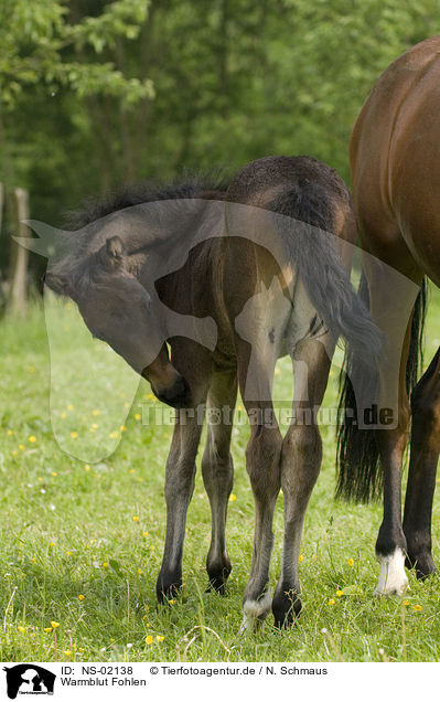 Warmblut Fohlen / warm-blood foal / NS-02138