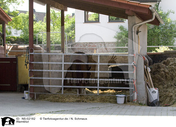 Warmblut / warm-blood / NS-02182