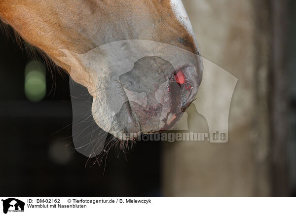 Pferd Nasenbluten Auf Einer Seite